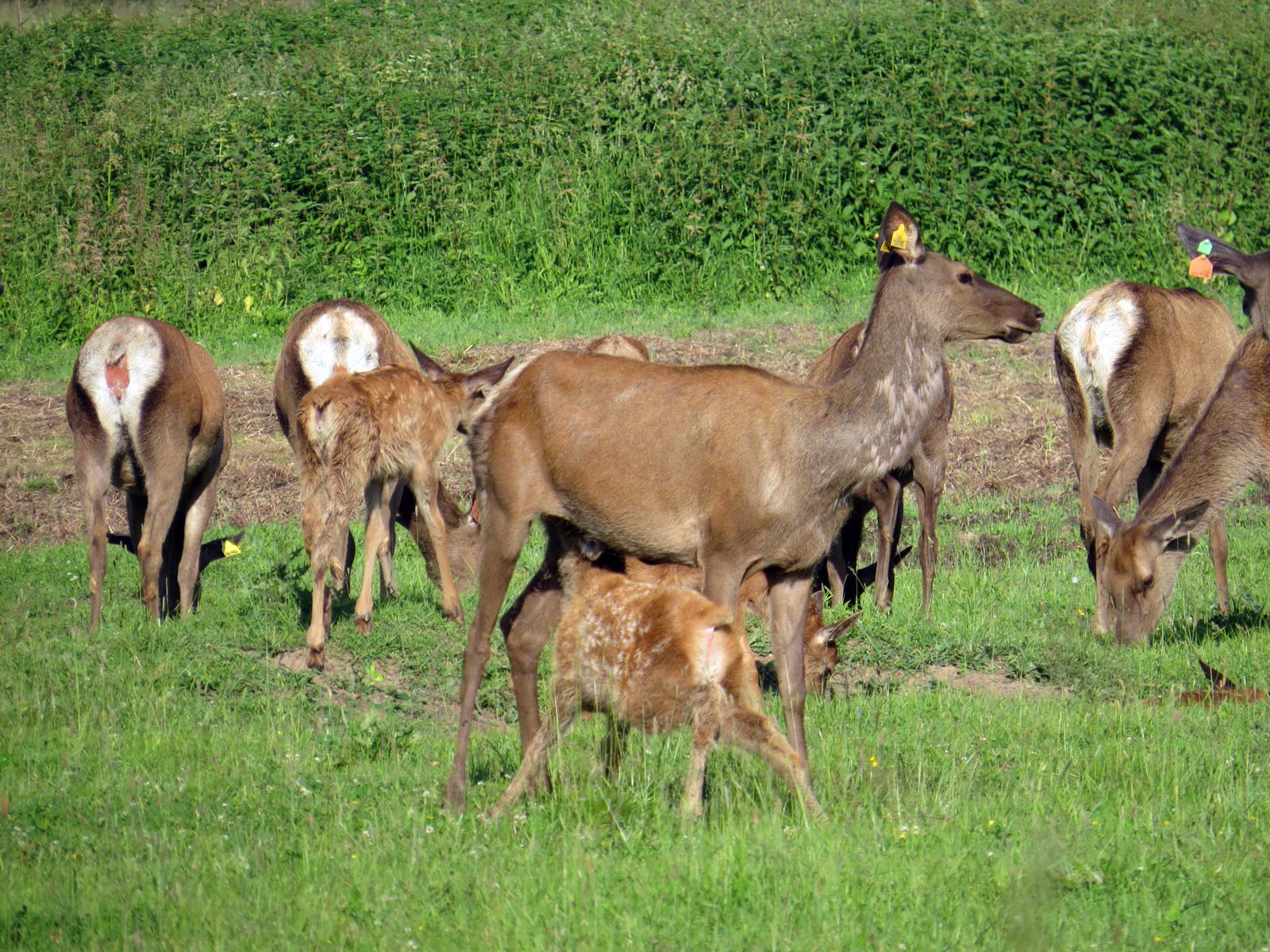 Самки оленей с детёнышами, кормление оленёнка